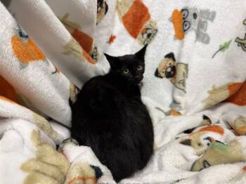 Domestic Short Hair Cats Available for Adoption in Winter Haven, Florida - STORMY | PetCurious