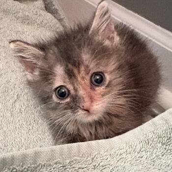 Dilute Tortoiseshell and Tabby Cats Available for Adoption in Hickory, North Carolina - Rat (Ratna, Sanskrit For Gem Or Jewel) | PetCurious