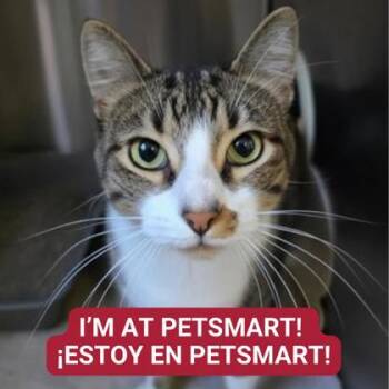 Rescue Domestic Short Hair Cats for Adoption in Carrollton, Texas - RV | PetCurious