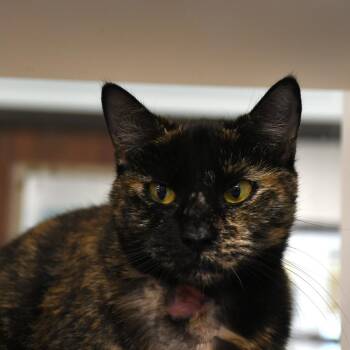 Domestic Short Hair Cats Available for Adoption in West Palm Beach, Florida - Cotton | PetCurious