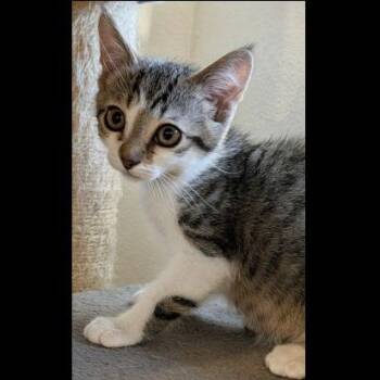 Jack -  Domestic Short Hair Cat for Adoption in Prescott, Arizona - Jack | PetCurious