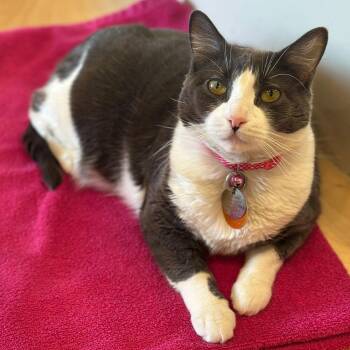 Domestic Short Hair Cats Available for Adoption - Columbia | PetCurious