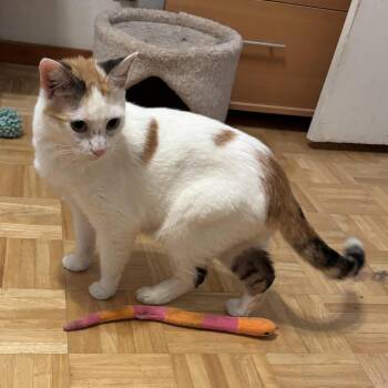 Helena -  Domestic Medium Hair Cat for Adoption in Prosper, Texas - Helena | PetCurious