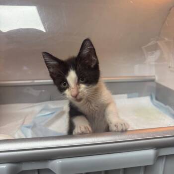 Duke -  Domestic Short Hair Cat for Adoption in Pauls Valley, Oklahoma - Duke | PetCurious
