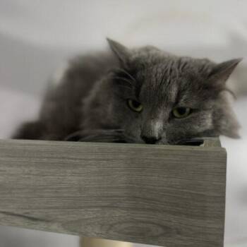 Kit Kat -  Maine Coon and Domestic Long Hair Cat for Adoption in Tipp City, Ohio - Kit Kat | PetCurious