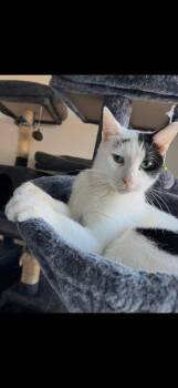 Domestic Short Hair Cats Available for Adoption in Egg Harbor City, New Jersey - Marshmallow | PetCurious