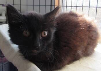 Rescue Domestic Medium Hair and Domestic Short Hair Cats for Adoption in West Memphis, Arkansas - Levi | PetCurious