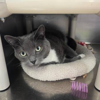 Domestic Short Hair Cats Available for Adoption in Spokane, Washington - Eevee | PetCurious