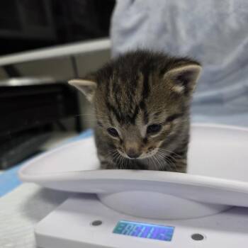 Logan -  Domestic Short Hair Cat for Adoption in Jupiter, Florida - Logan | PetCurious