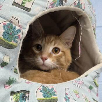 Mango -  Domestic Medium Hair Cat for Adoption in Camden, Delaware - Mango | PetCurious