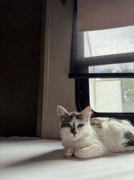 Fig -  Domestic Medium Hair Cat for Adoption - Fig | PetCurious