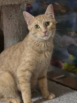 Rescue Domestic Short Hair Cats for Adoption in Greece, New York - Lady Marmalade | PetCurious