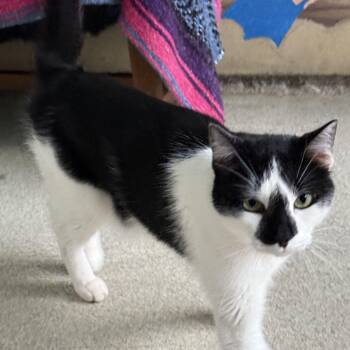 Rescue American Shorthair Cats for Adoption in Newport Beach, California - Cupid | PetCurious