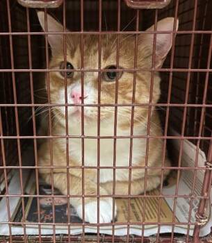 Patrick -  Domestic Short Hair Cat for Adoption in Austin, Texas - Patrick | PetCurious