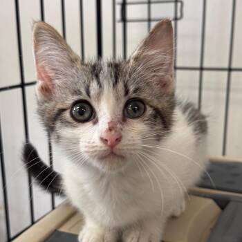 Domestic Short Hair Cats Available for Adoption in Houston, Texas - Wrenley | PetCurious