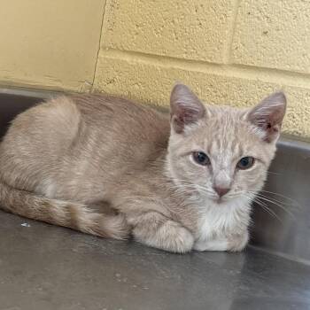 Nina -  Domestic Short Hair Cat for Adoption in Memphis, Tennessee - Nina | PetCurious