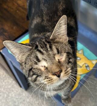 Keenan bonded with Keegan -  American Shorthair and Tabby Cat for Adoption in Warwick, New York - Keenan Bonded With Keegan | PetCurious