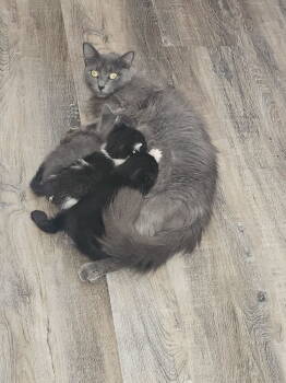 Rescue Domestic Long Hair Cats for Adoption - Fluffy | PetCurious