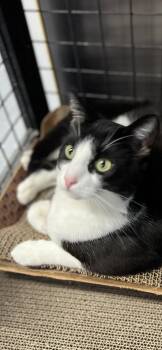 Domestic Short Hair Cats Available for Adoption - Bruno | PetCurious