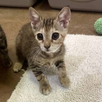 Opala -  Domestic Short Hair Cat for Adoption in Walnut Creek, California - Opala | PetCurious