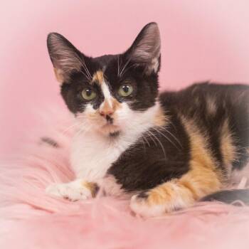 Koralynn -  Domestic Short Hair Cat for Adoption in St. Augustine, Florida - Koralynn | PetCurious