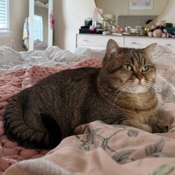 Bella Owner Giving Up -  Domestic Short Hair Cat for Adoption in Clifton, New Jersey - Bella Owner Giving Up | PetCurious