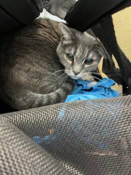 Rescue Domestic Short Hair Cats for Adoption in Palmetto, Florida - HONEY | PetCurious