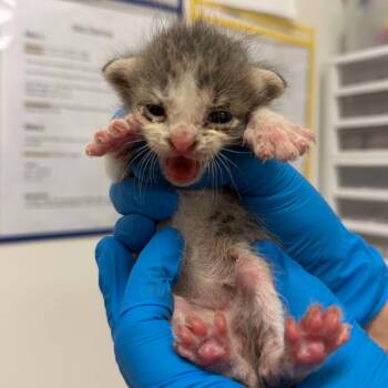 Napoleon N3 -  Domestic Short Hair Cat for Adoption in Edinburg, Texas - Napoleon N3 | PetCurious