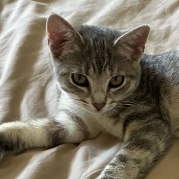 Phantom -  Domestic Short Hair Cat for Adoption in Wakefield, Quebec - Phantom | PetCurious