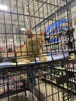 Tabby Cats Available for Adoption - Oscar | PetCurious