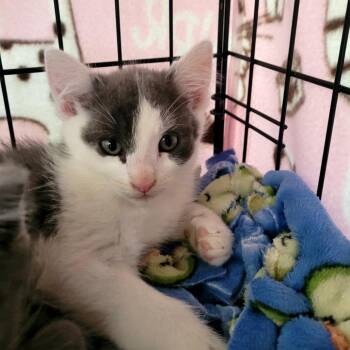 Jupiter Moon -  Domestic Short Hair Cat for Adoption in Belfair, Washington - Jupiter Moon | PetCurious