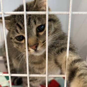 Chico -  Domestic Short Hair Cat for Adoption in Louisville, Kentucky - Chico | PetCurious