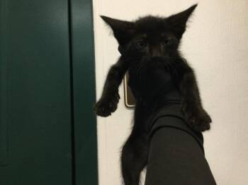 A1925659 -  Domestic Short Hair Cat for Adoption in Thousand Palms, California - A1925659 | PetCurious