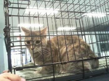 Domestic Short Hair Cats Available for Adoption - MISTY | PetCurious