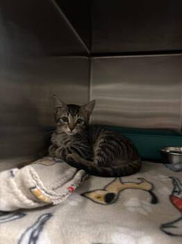 Bunsen -  Domestic Short Hair Cat for Adoption in Ocala, Florida - Bunsen | PetCurious