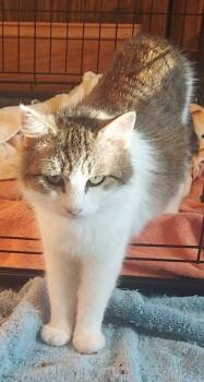 Willow -  Domestic Short Hair Cat for Adoption in Hudson, New Hampshire - Willow | PetCurious