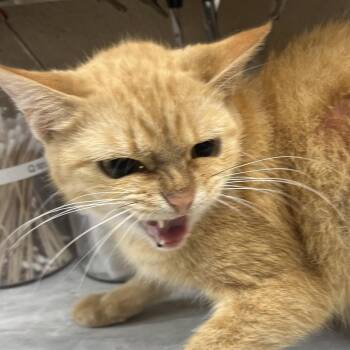 Sunshine -  Domestic Short Hair Cat for Adoption in Lewisburg, West Virginia - Sunshine | PetCurious