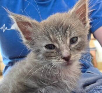 Lazarus -  Domestic Medium Hair Cat for Adoption in Gold Beach, Oregon - Lazarus | PetCurious