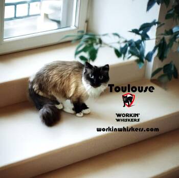 Rescue Siamese and Domestic Long Hair Cats for Adoption in Hemet, California - TOULOUSE | PetCurious