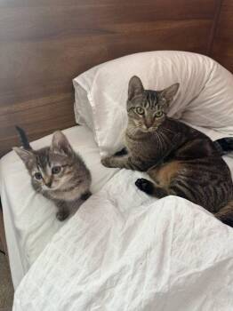 Tracey (Gloria) -  Domestic Short Hair Cat for Adoption in Herndon, Virginia - Tracey (Gloria) | PetCurious