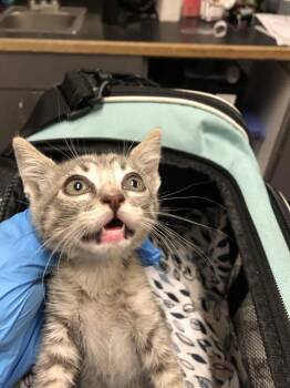 Rescue Domestic Short Hair Cats for Adoption in Long Beach, California - OLIVE | PetCurious