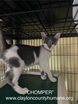 Rescue Domestic Short Hair Cats for Adoption in Locust Grove, Georgia - Chomper - CCHS | PetCurious