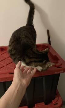 Domestic Short Hair and Tabby Cats Available for Adoption in Macedonia, Ohio - Wildy | PetCurious