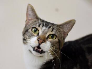 Dee -  Domestic Short Hair Cat for Adoption in Portland, Oregon - Dee | PetCurious