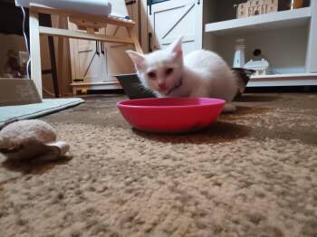 Domestic Short Hair Cats Available for Adoption in The Woodlands, Texas - Gabby | PetCurious