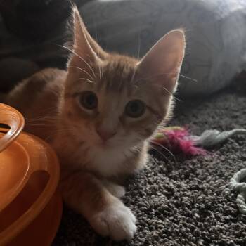 Oliver C11734 -  Domestic Medium Hair Cat for Adoption - Oliver C11734 | PetCurious