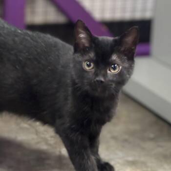 Echo -  Domestic Short Hair Cat for Adoption in Collierville, Tennessee - Echo | PetCurious
