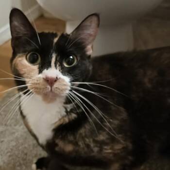 Domestic Short Hair Cats Available for Adoption in Springfield, Missouri - Zoey | PetCurious