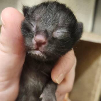 Patty Platypus -  Domestic Short Hair Cat for Adoption in Asheville, North Carolina - Patty Platypus | PetCurious