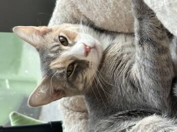 Bambi -  Domestic Short Hair Cat for Adoption in Hershey, Pennsylvania - Bambi | PetCurious